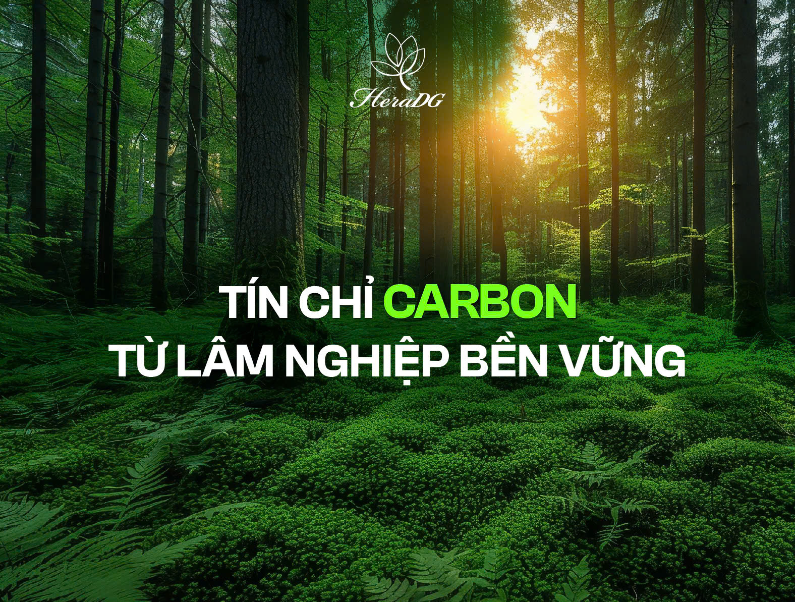 Tín chỉ carbon từ lâm nghiệp bền vững